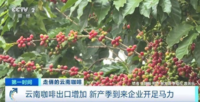 云南咖啡出口量暴涨376.9%！揭秘国际市场价格飙升背后的秘密
