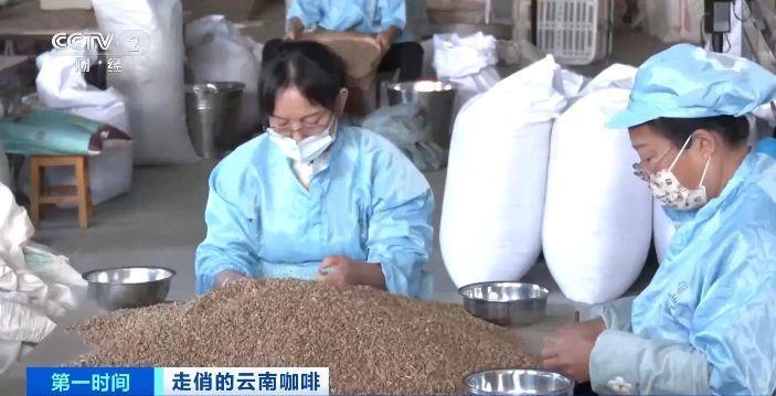 云南咖啡出口量暴涨376.9%！揭秘国际市场价格飙升背后的秘密  第2张