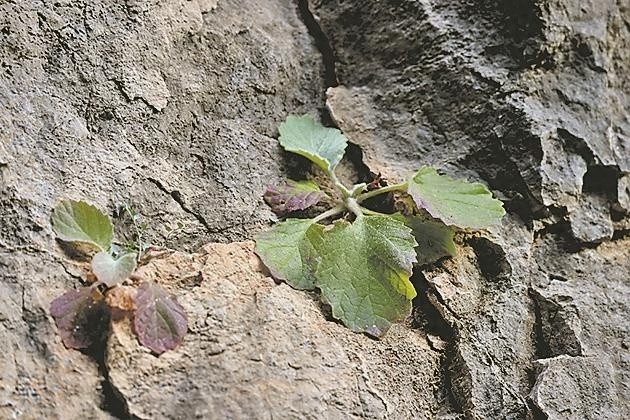 悬崖峭壁上的生命奇迹：石生黄堇与崖白菜的神秘生长