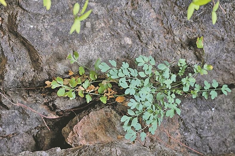 悬崖峭壁上的生命奇迹：石生黄堇与崖白菜的神秘生长  第2张