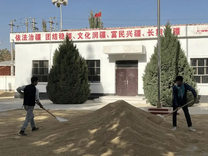 新疆喀什稻香小镇大丰收，600吨稻谷背后的幸福烦恼与央视关注