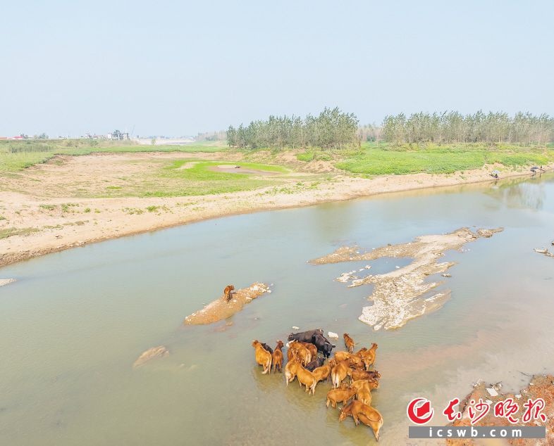 探秘湘江之心：甄皮洲，一个跨越长沙与岳阳的无人秘境  第3张