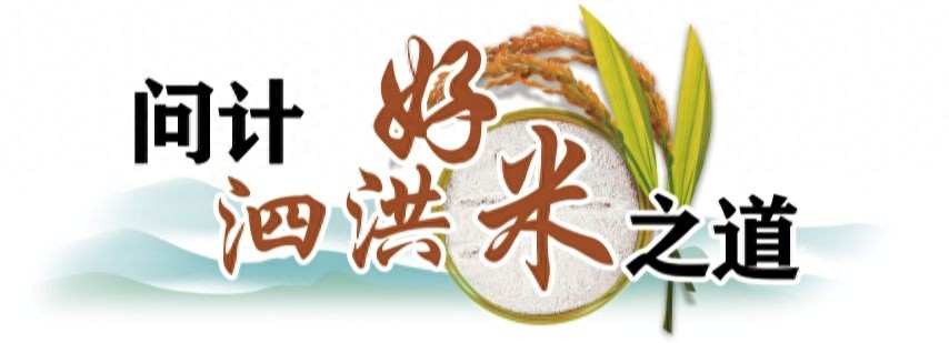 泗洪大地稻香四溢，丰收喜悦从田间蔓延至心间，探寻一季稻米带来的幸福感