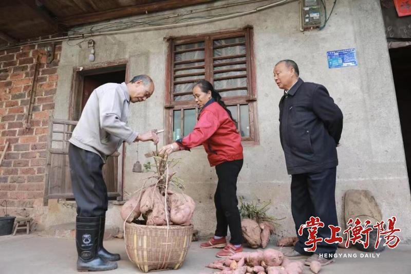 100斤巨无霸红薯惊现乡村，村民惊叹：祖祖辈辈没见过，能吃一个冬天  第2张