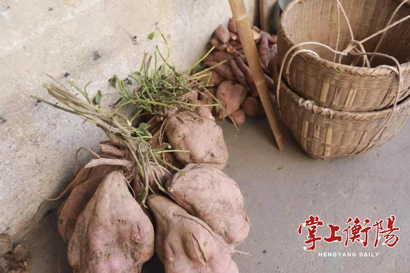 100斤巨无霸红薯惊现乡村，村民惊叹：祖祖辈辈没见过，能吃一个冬天  第3张