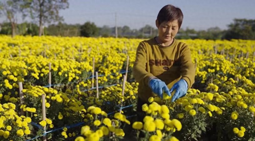 安徽盐铺村菊花丰收季：小菊花如何带动大产业，村民笑迎金色收获  第1张