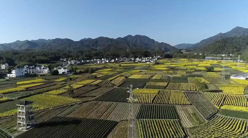 安徽盐铺村菊花丰收季：小菊花如何带动大产业，村民笑迎金色收获  第2张
