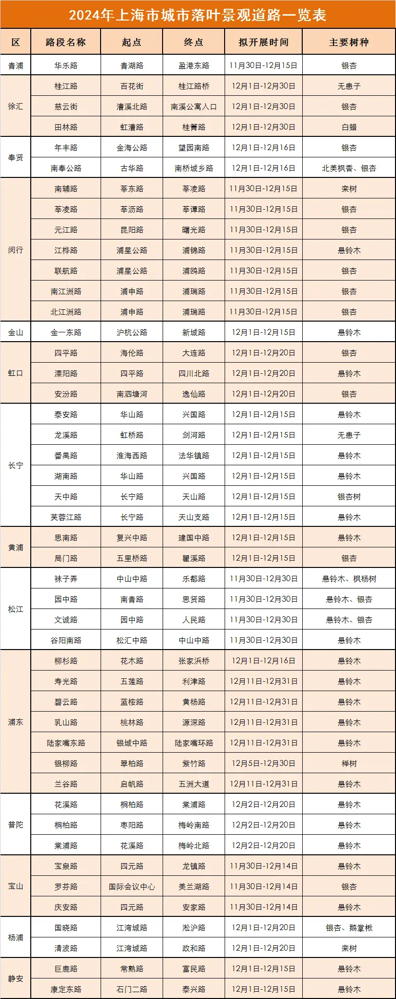 申城46条落叶景观道即将上线，榉树、银杏等千姿百态，邀你共赏秋日斑斓  第4张