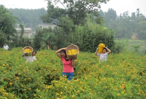 龙里县刺梨基地入选全国绿色食品原料标准化生产基地，5.46万亩绿色食品发展新篇章  第2张