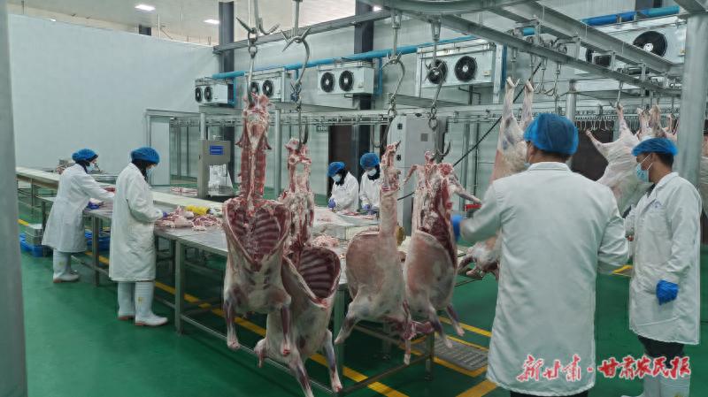 东乡贡羊：传统与现代的完美结合，每一口都是绿色生态的承诺  第1张