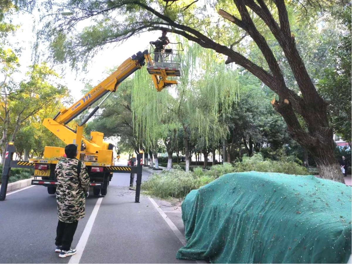 漯河市园林绿化大动作：高空作业车助力行道树整形，道路焕然一新  第3张