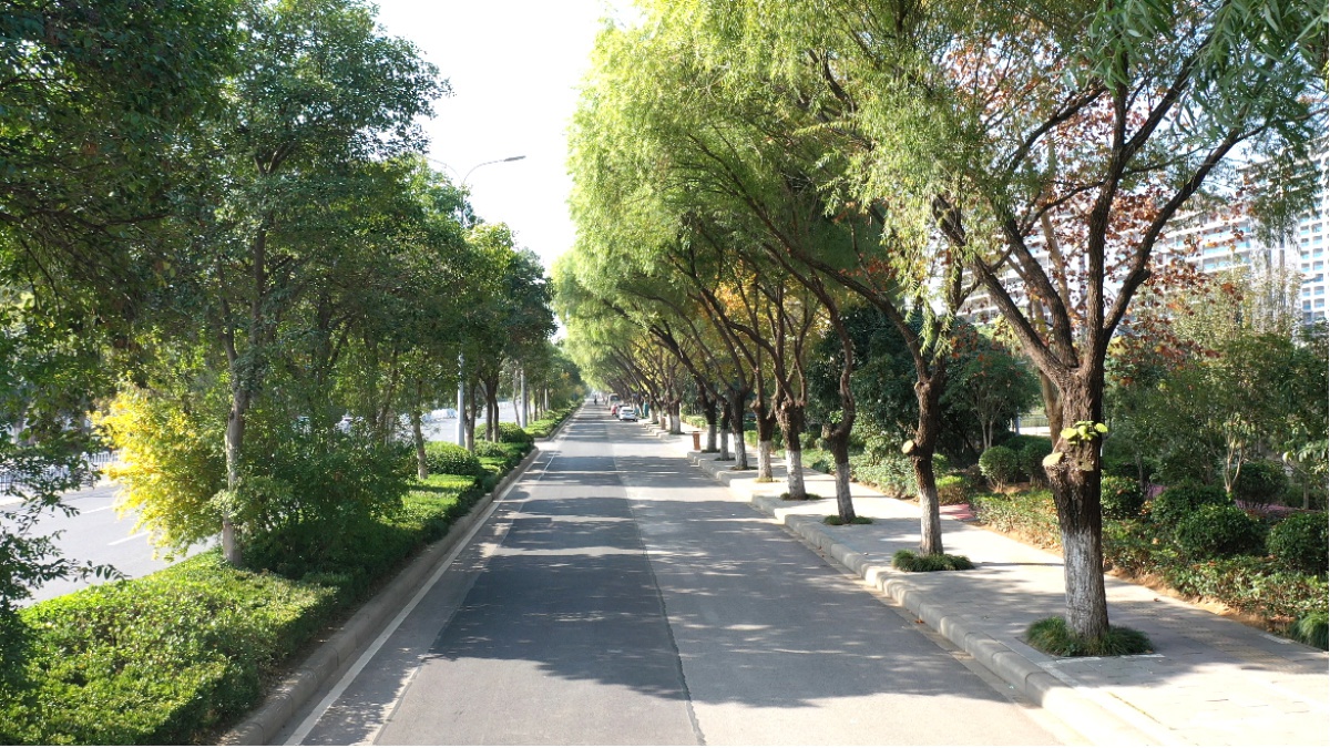 漯河市园林绿化大动作：高空作业车助力行道树整形，道路焕然一新  第4张