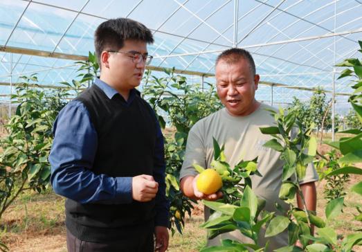 59岁农村妇女变身产业工人，冷链物流助力苗香梨丰收，每天收入300元  第2张