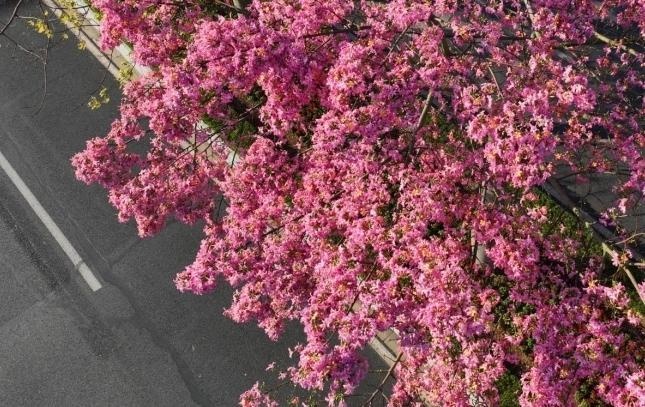 广州花都异木棉盛放，粉色花海惊艳全城，你还在等什么？  第3张