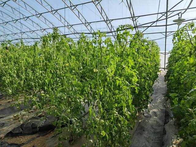 驻华使节亲临安徽番茄谷，见证现代农业的科技奇迹  第6张