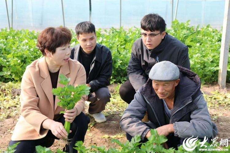 冷空气来袭！鱼台县农技专家深入蔬菜基地，手把手教你冬季蔬菜稳产保供秘诀