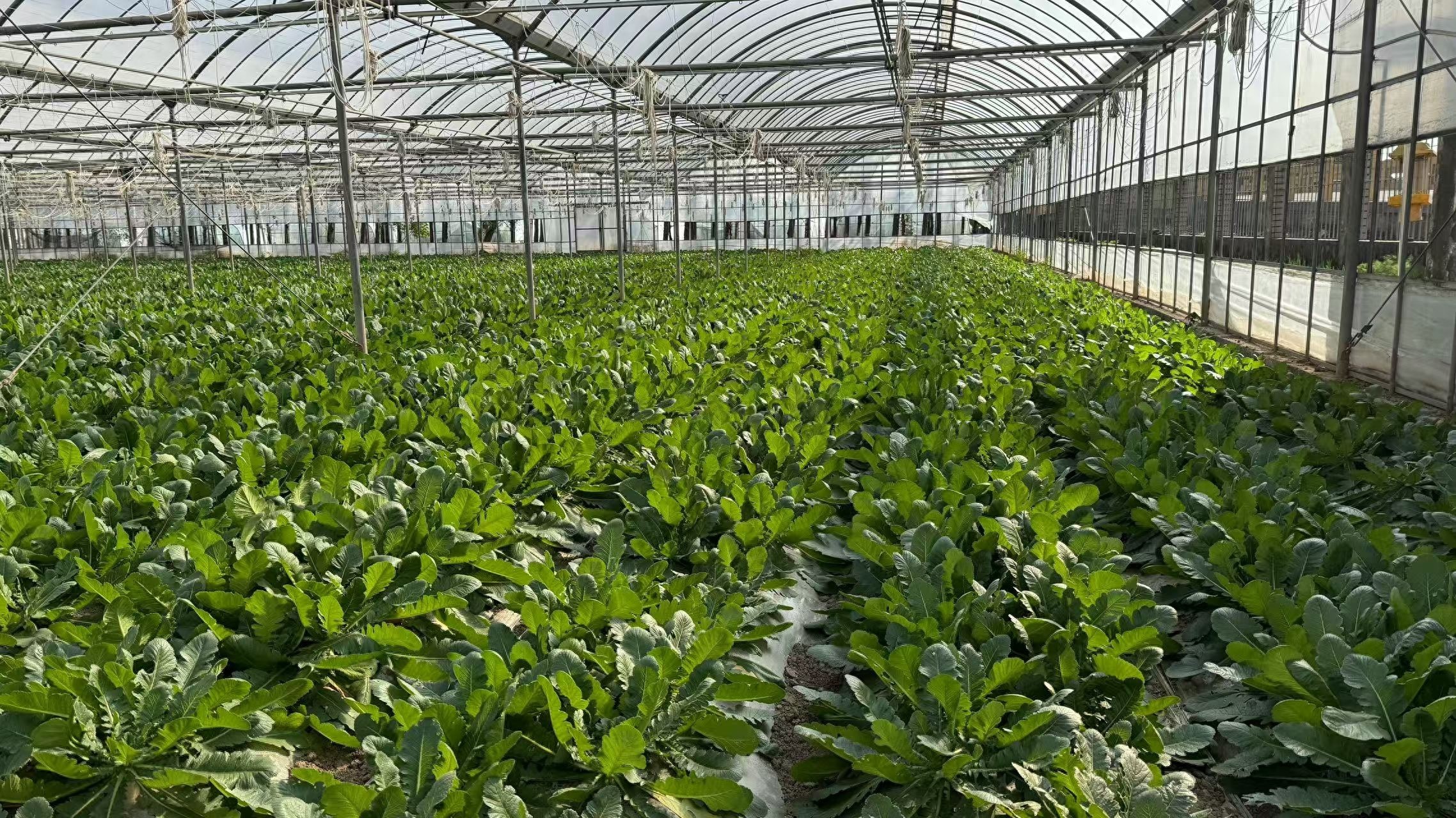 寒潮来袭，菜价为何不涨反降？揭秘蔬菜市场的价格秘密  第1张