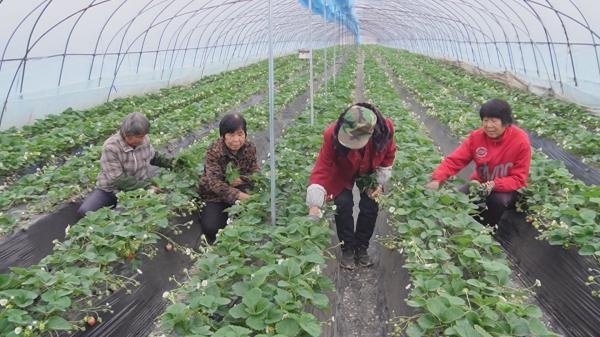 铜川孝雷村草莓抢鲜上市，绿色优质草莓引爆味蕾，农民增收致富新路径  第2张