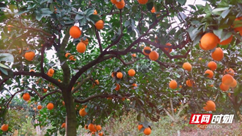 宜章县罗家山村脐橙丰收季：果香四溢，游客纷至沓来，体验采摘乐趣  第1张