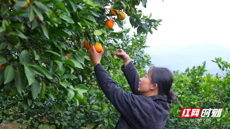 宜章县罗家山村脐橙丰收季：果香四溢，游客纷至沓来，体验采摘乐趣  第2张
