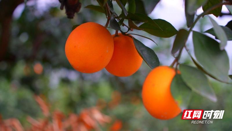 宜章县罗家山村脐橙丰收季：果香四溢，游客纷至沓来，体验采摘乐趣  第3张