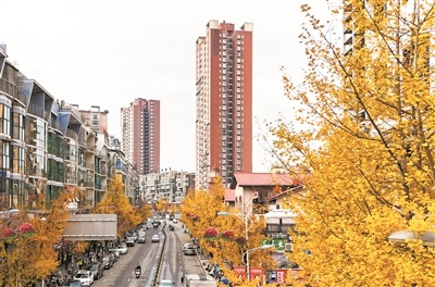 黔西市文化路：从银杏点缀到商业繁荣，揭秘这条网红街的崛起之路  第1张