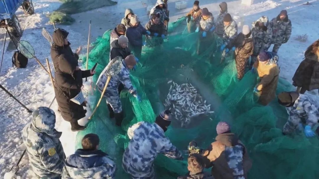 零下20度的冰面奇迹：达里湖冬捕，一场与时间赛跑的丰收盛宴  第1张