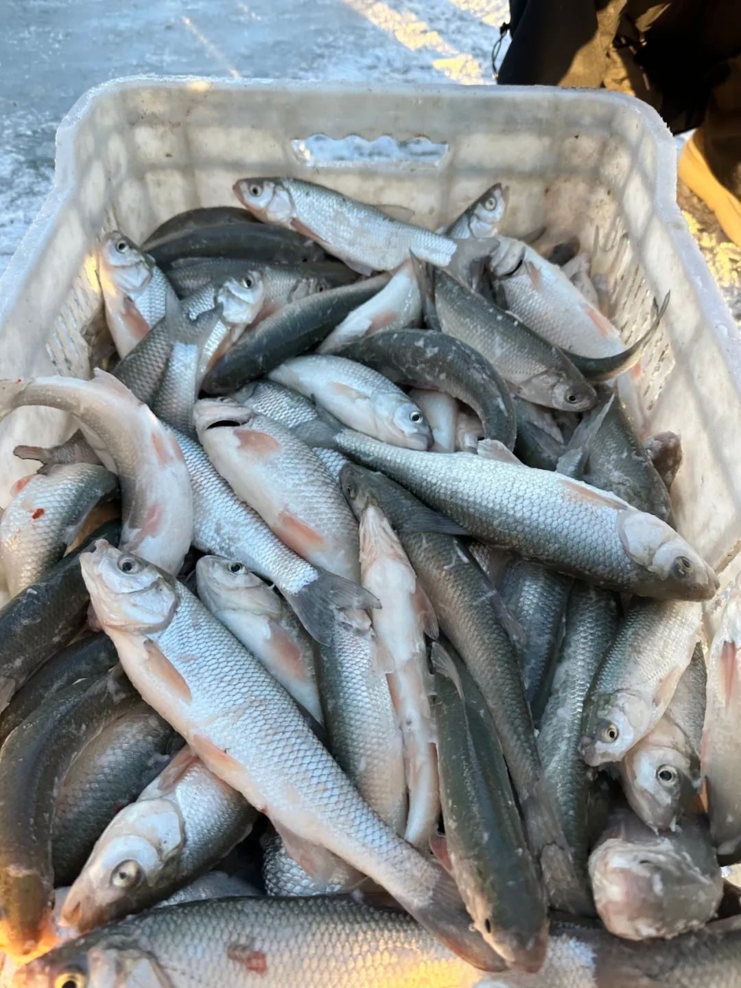 零下20度的冰面奇迹：达里湖冬捕，一场与时间赛跑的丰收盛宴  第3张