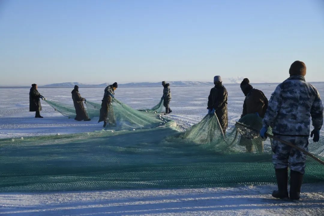零下20度的冰面奇迹：达里湖冬捕，一场与时间赛跑的丰收盛宴  第6张