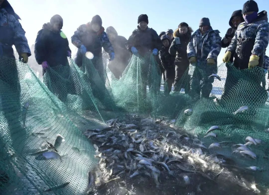 零下20度的冰面奇迹：达里湖冬捕，一场与时间赛跑的丰收盛宴  第8张