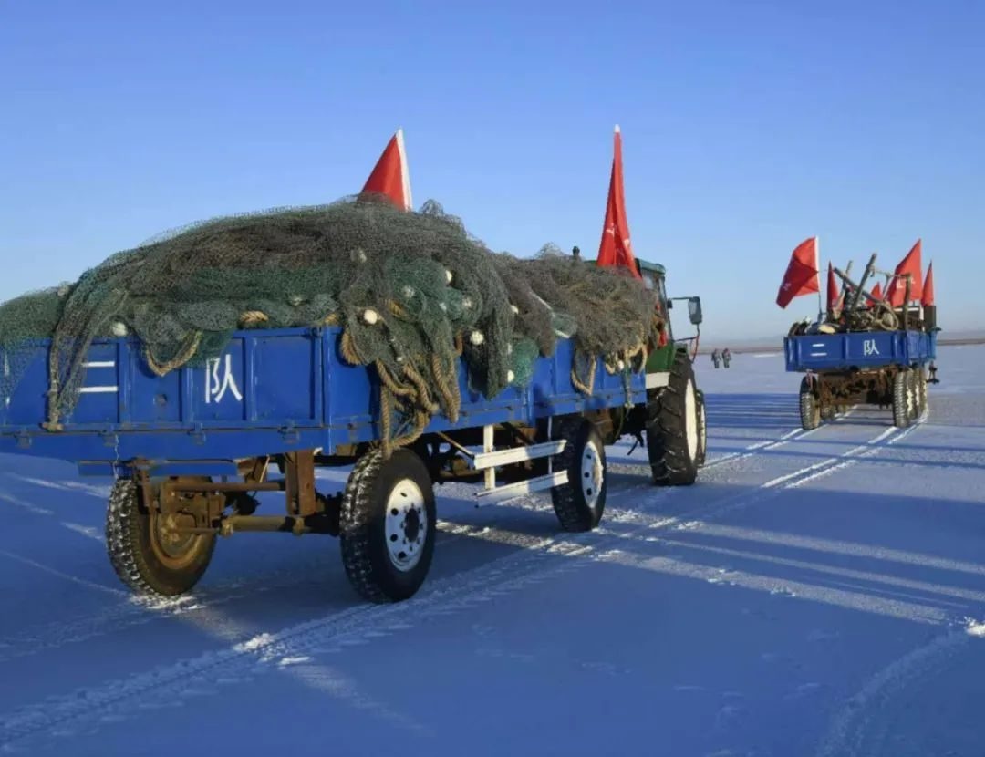 零下20度的冰面奇迹：达里湖冬捕，一场与时间赛跑的丰收盛宴  第10张