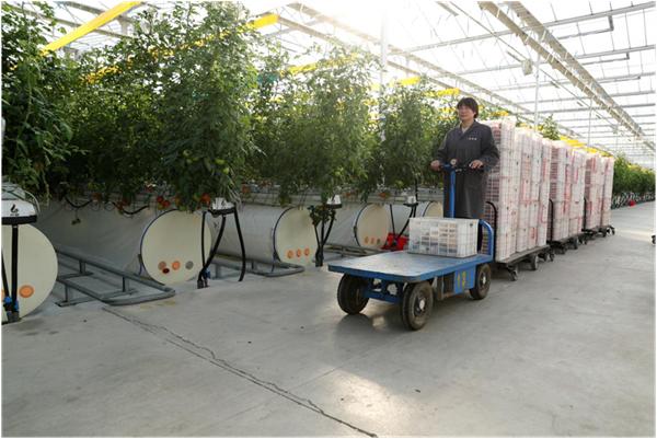 蒙城智慧大棚番茄热销长三角，每天1.5万公斤直供南京，你尝过了吗？  第2张
