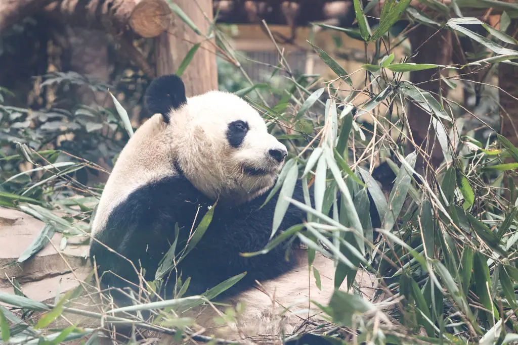 揭秘大熊猫美兰的悠闲生活：国宝背后的流量效应与保护挑战