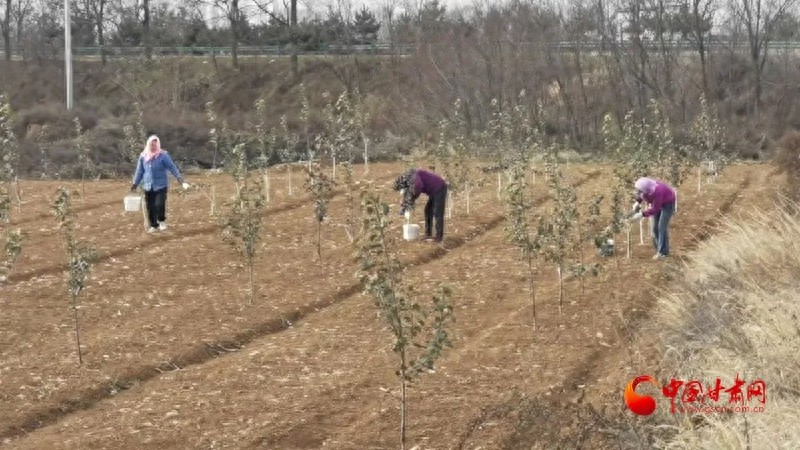 灵台县蒲窝镇果园管理大揭秘：如何通过标准化管理实现果品稳产增收？  第1张