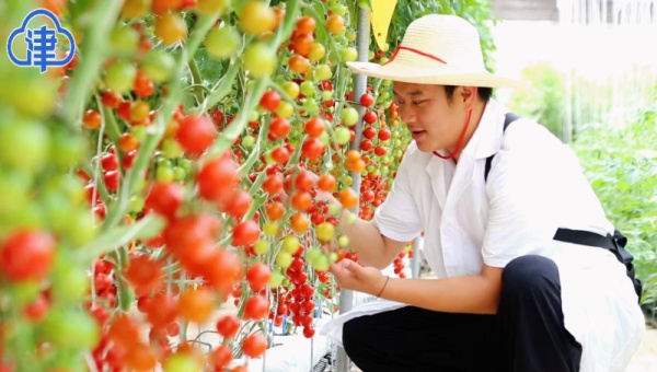 2024年东丽区如何实现企业资源整合？深圳企业挥师北上，构建全国最大樱桃番茄生产基地  第2张