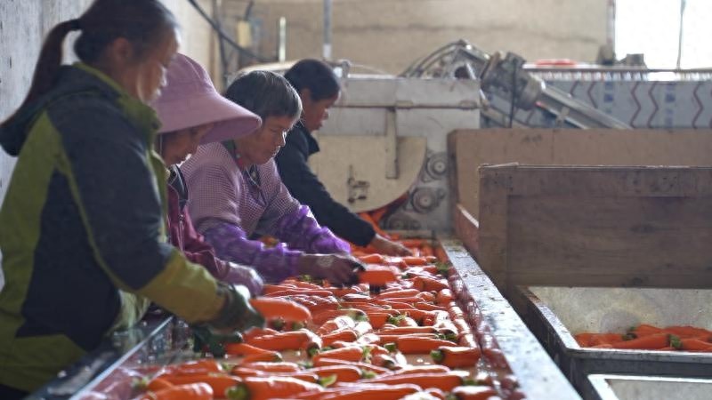 江西万安千亩蔬果基地：每天30-50吨红白萝卜，如何保障元旦蔬菜供应？  第1张