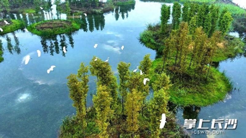 大泽湖近自然湿地公园：白鹭的天堂，人与自然和谐共生的生态新地标  第1张