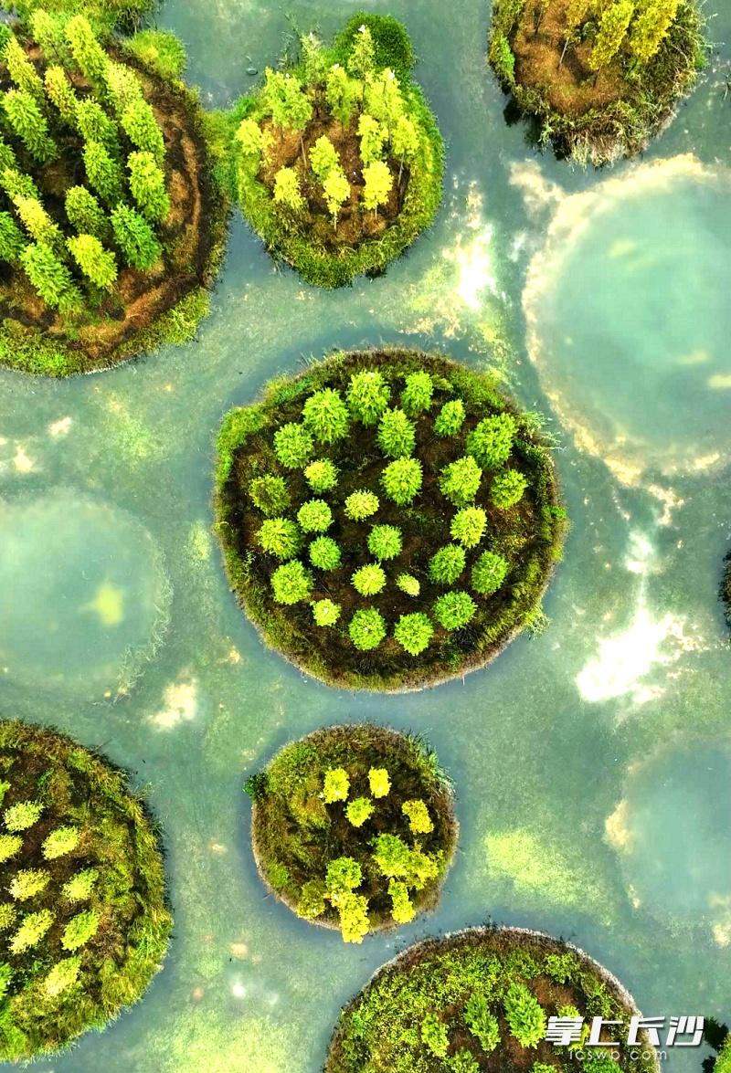 大泽湖近自然湿地公园：白鹭的天堂，人与自然和谐共生的生态新地标  第2张