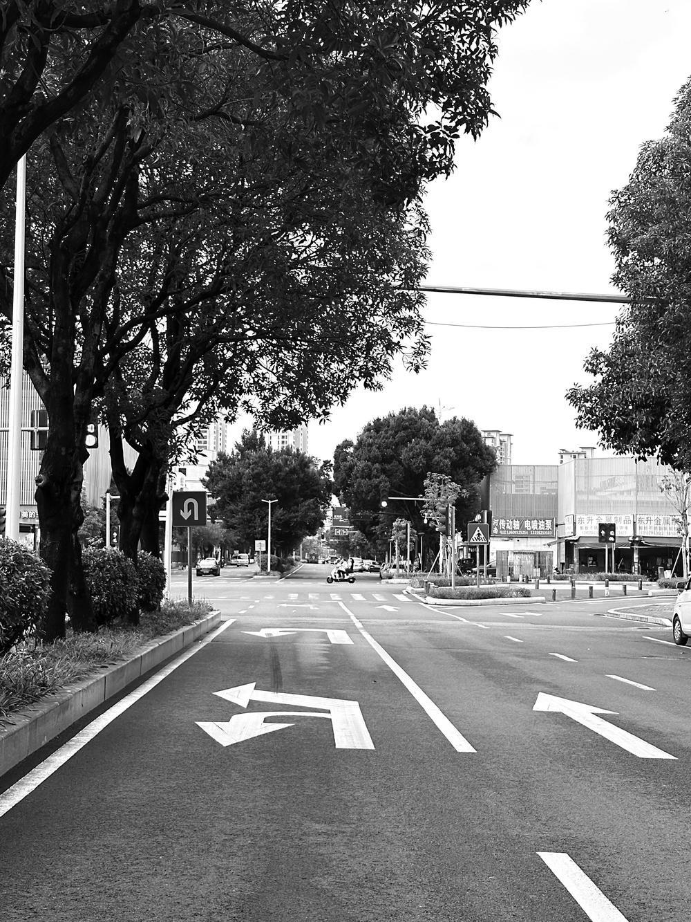 行道树竟成拦路虎？福州一红绿灯被挡得严严实实  第2张