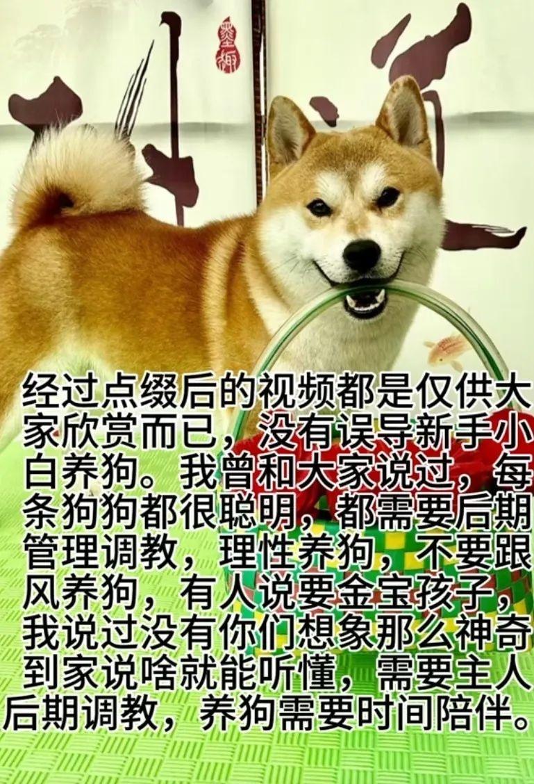 百万粉丝宠物博主被指虐狗，真相究竟如何？  第2张