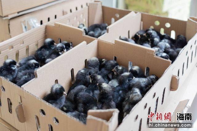 1.6 万羽鸡苗免费送！助力乡村振兴，崖州区村民有福了  第2张