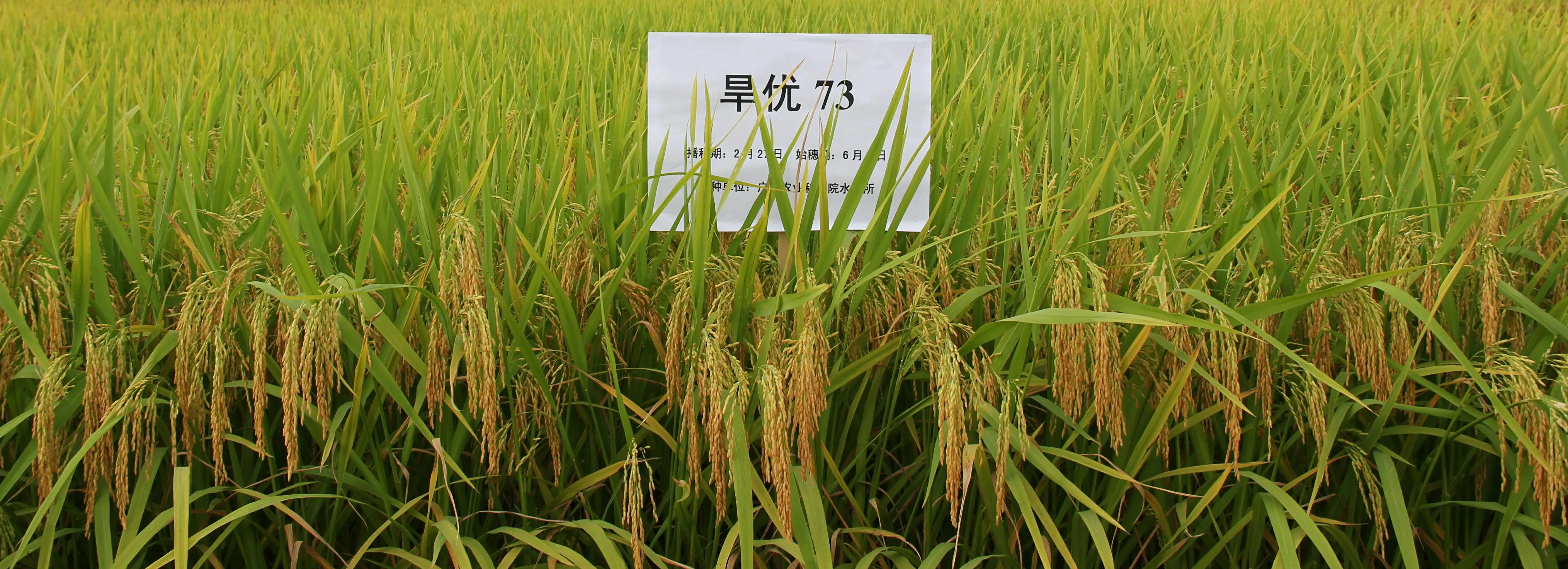 水稻也能节能减排？节水抗旱稻背后的秘密  第2张