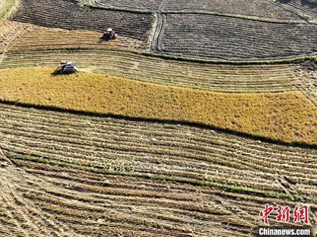 12.97 万亩晚稻收割，一地多用一地多收，湖南蓝山这个模式厉害了