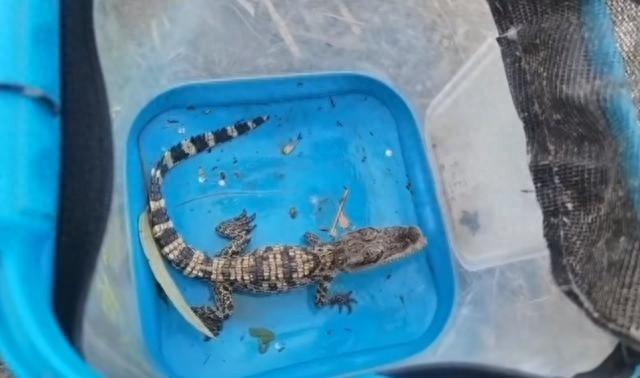 涪江惊现鳄鱼！男子钓鱼竟钓起暹罗鳄，背后原因引人深思