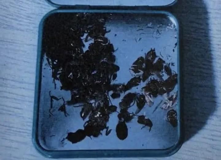 女子多次携带昆虫尸体放餐馆菜品内索赔，获刑七个月并罚一万五千元  第1张