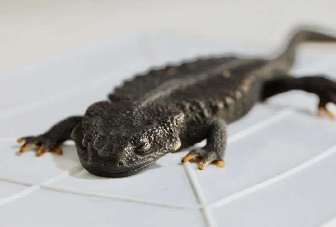 浙江这四个地方入选生物多样性魅力城市，有你的家乡吗？  第2张