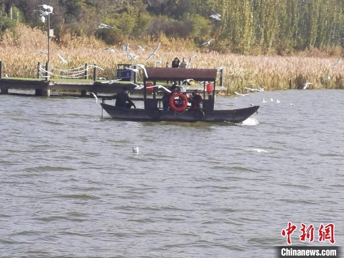 塞外西湖乌篷船与红嘴鸥亲密接触，画面太美不敢看  第2张