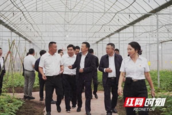 东安县水稻育秧大棚变身增收棚，让冬闲地不再闲  第1张