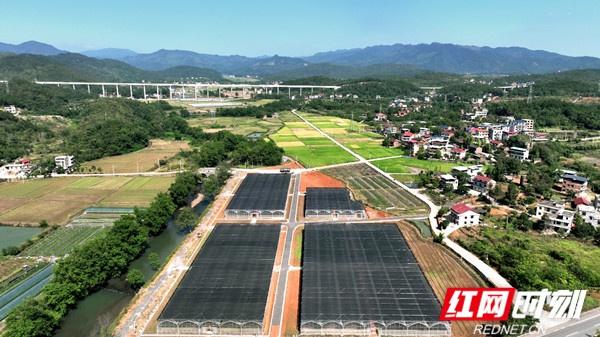 东安县水稻育秧大棚变身增收棚，让冬闲地不再闲  第3张