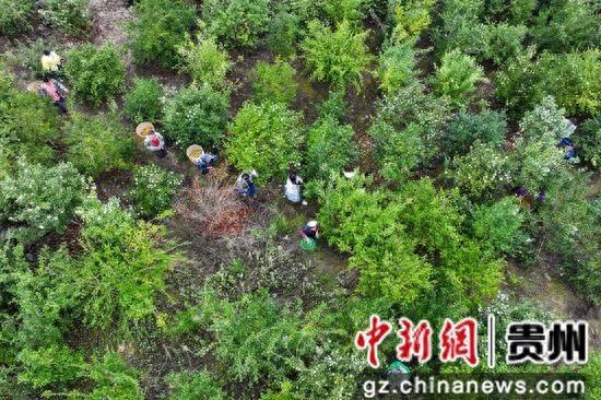 贵州罗甸：油茶丰收，绿水青山就是金山银山